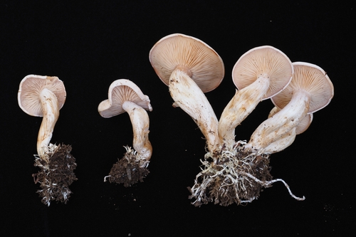 Clitocybe albirhiza