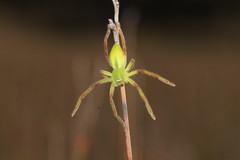 Neosparassus patellatus