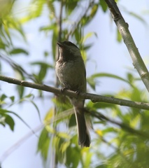 Poecile montanus