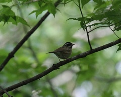 Emberiza tristrami