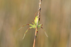 Neosparassus patellatus
