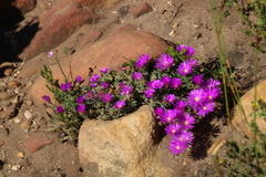 Lampranthus emarginatus