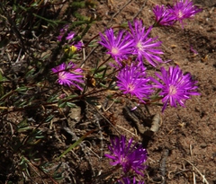 Lampranthus emarginatus