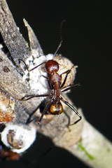 Camponotus nicobarensis