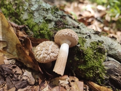 Boletellus ananas image