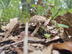 Boletellus ananas image