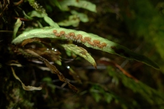 Notogrammitis ciliata
