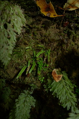 Notogrammitis ciliata