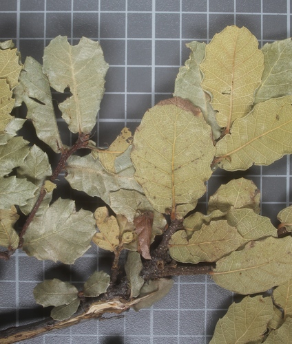 Quercus praeco