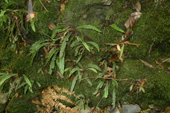Blechnum membranaceum
