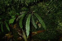 Blechnum membranaceum