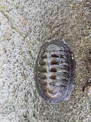 Chiton granosus