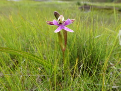 Cynorkis uniflora image