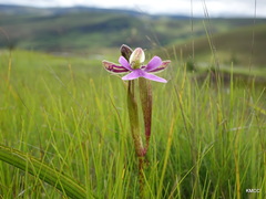 Cynorkis uniflora image