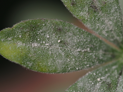 Neoerysiphe galii