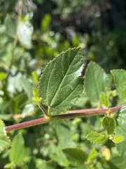 Ceanothus oliganthus var. oliganthus