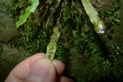 Notogrammitis ciliata