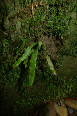 Notogrammitis ciliata