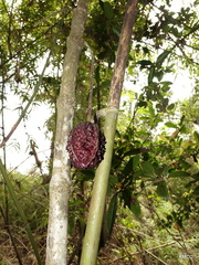 Colea