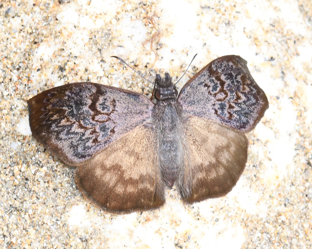 Camptopleura termon