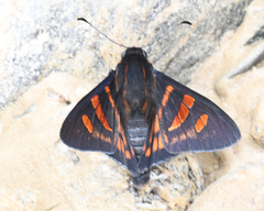 Mimardaris