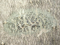 Rinodina
