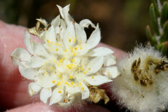 Lachnaea eriocephala