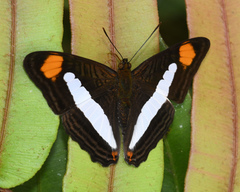 Adelpha thessalia