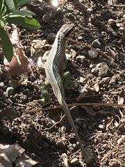 Leiocephalus personatus