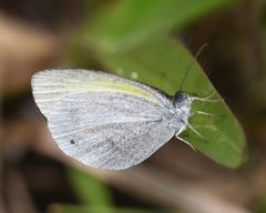 Eurema elathea