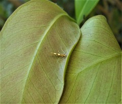 Pyroderces apparitella