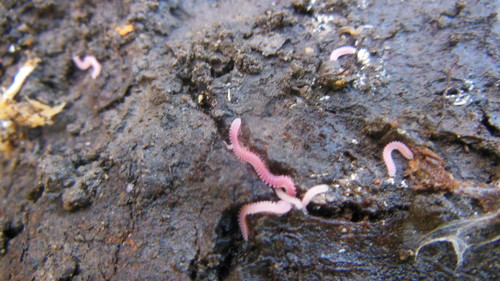 Gosodesmus claremontus