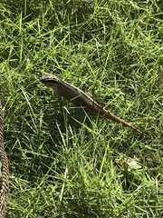 Leiocephalus personatus