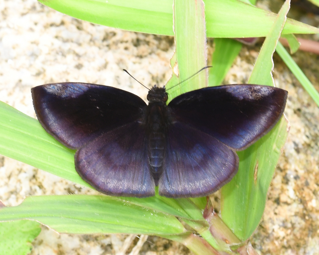 Anastrus meliboea