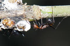 Camponotus nicobarensis