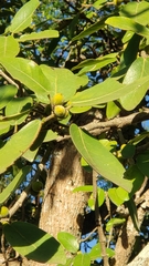 Ficus stuhlmannii image