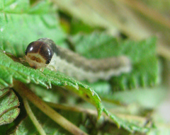 Pachyprotasis antennata