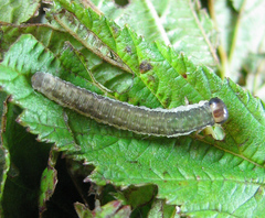 Pachyprotasis antennata