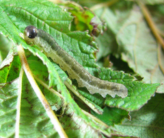 Pachyprotasis antennata