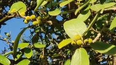 Ficus stuhlmannii image