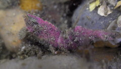 Spirontocaris prionota