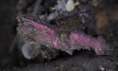 Spirontocaris prionota