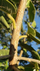 Ficus stuhlmannii image