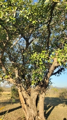 Ficus stuhlmannii image