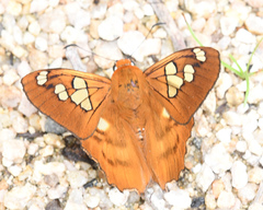 Myscelus phoronis