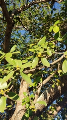 Ficus stuhlmannii image