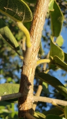 Ficus stuhlmannii image