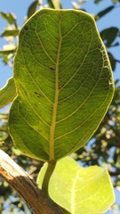 Ficus stuhlmannii image