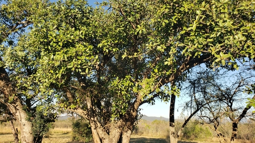 Ficus stuhlmannii image