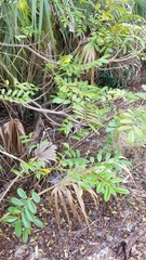 Simarouba